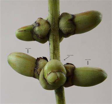  Male and Female Flowers